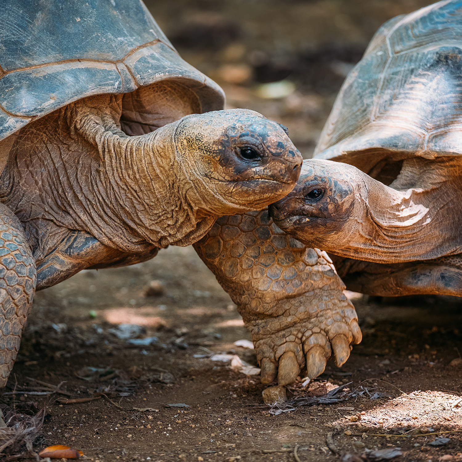 Couple of Aldabra giant tortoises endemic species - one of the largest tortoises in the world in zoo Nature park on Mauritius island. Huge reptiles portrait. Exotic animals, love and traveling concept